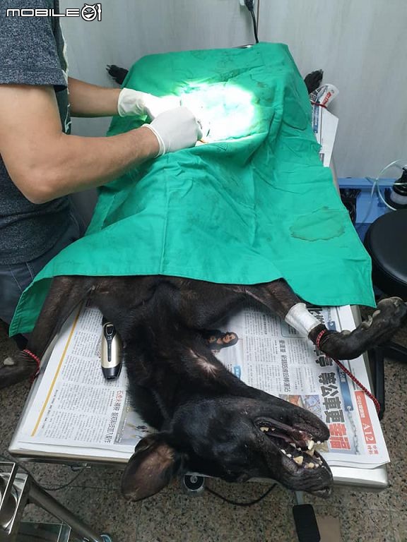 照生會貓狗119增加中部項雷號救援小組 期望社會大眾支持