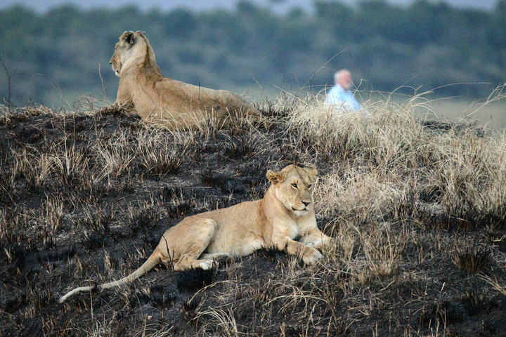 Kenya Safari │ 動物大遷徙 Day 7