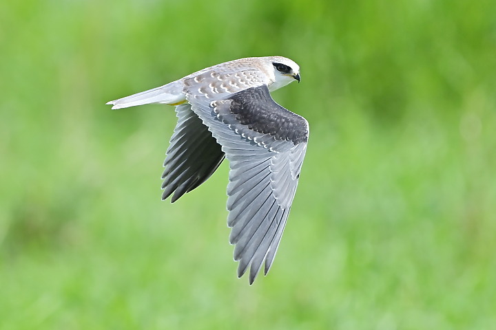 Nikon D6+556PF記錄黑翅鳶亞成鳥大寶、二寶離巢與感謝鳥友們及屏科大協力救助三寶。