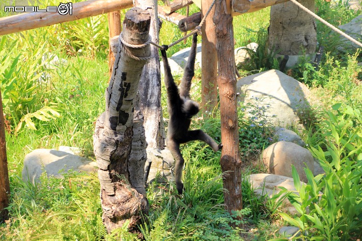 【小惡魔振興券】新竹市立動物園。2019年底重新開幕,逛全台現存最古老動物園,還能欣賞日治時期古蹟