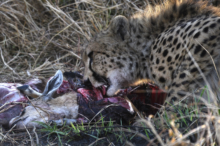 點我看大圖 Kenya Safari │ 動物大遷徙 Day 7