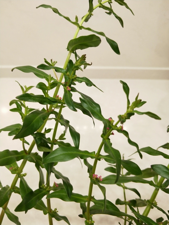 請教植物的名稱