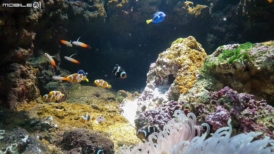 搶先看！桃園 Xpark 水族館 夢幻鯊魚悠遊Ｘ企鵝陪你喝咖啡