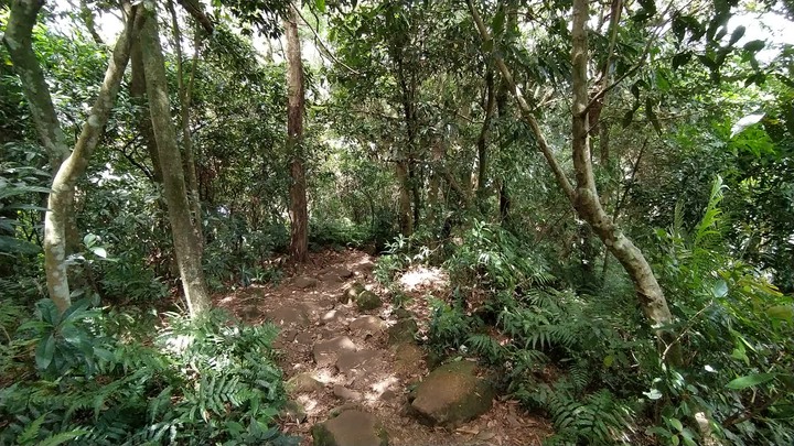 [樂山童盟] [桃園大溪] 溪洲山步道(新溪洲山-石門水庫)