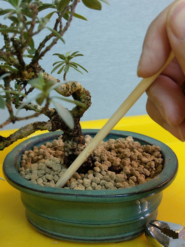 換盆流程(換盆前與換盆後差別)分享
