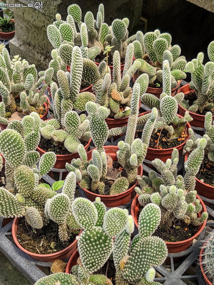 心花藝放 台南市歸仁七甲花卉園區 08/01