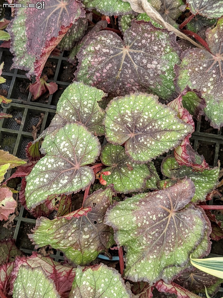 心花藝放 台南市歸仁七甲花卉園區 08/01