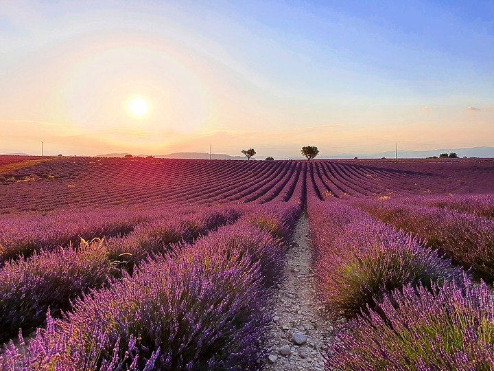 EOS R_南法薰衣草與蔚藍海視界@普羅旺斯 / 尼斯 / 坎城 / 摩納哥