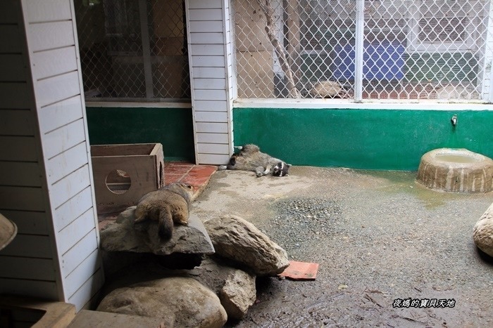 頑皮世界野生動物園。尋找隱身在草地裡的孔雀寶寶,還能近距離餵食水豚、迷你馬、羊駝......等小動物