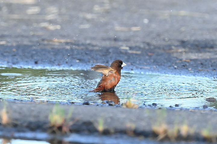 點我看大圖 台灣原生亞種黑頭文鳥:在大鵬灣雨後積水的小水池記錄。