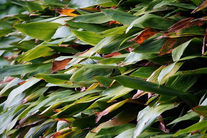 Sigma 100-400mm F5-6.3 DG DN OS 評測報告| FE-Mount 也有平價超望遠變焦鏡!