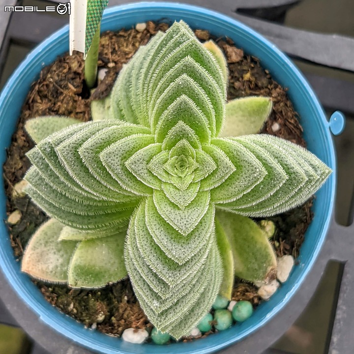 心花藝放 台南市歸仁七甲花卉園區 08/01