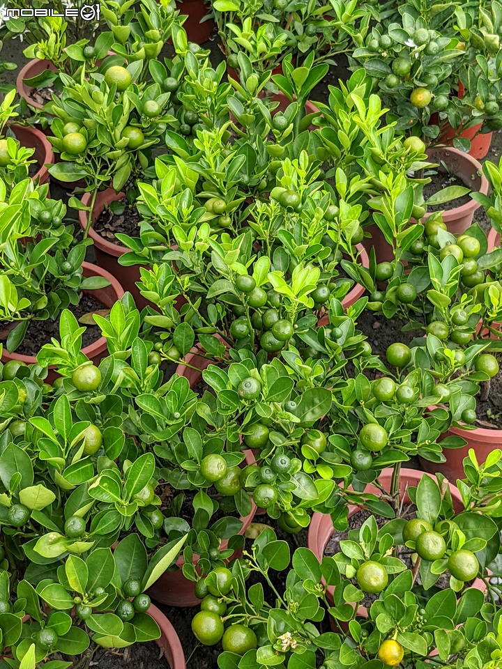 心花藝放 台南市歸仁七甲花卉園區 08/01