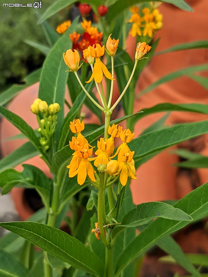 心花藝放 台南市歸仁七甲花卉園區 08/01