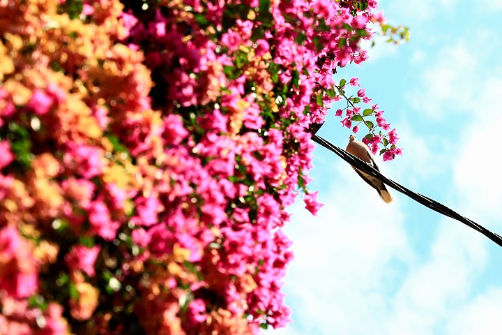 EOS R_南法薰衣草與蔚藍海視界@普羅旺斯 / 尼斯 / 坎城 / 摩納哥