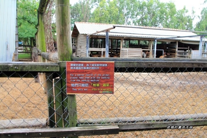 頑皮世界野生動物園。尋找隱身在草地裡的孔雀寶寶,還能近距離餵食水豚、迷你馬、羊駝......等小動物