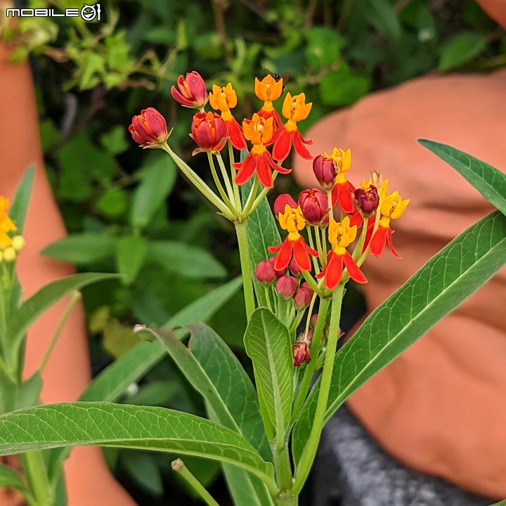 心花藝放 台南市歸仁七甲花卉園區 08/01