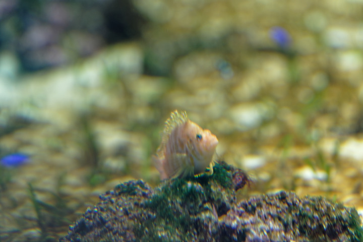 拍很爛 xpark水族館