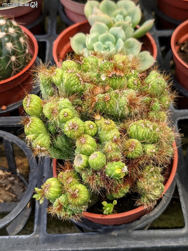 心花藝放 台南市歸仁七甲花卉園區 08/01