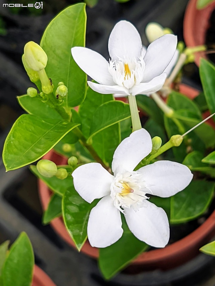 心花藝放 台南市歸仁七甲花卉園區 08/01