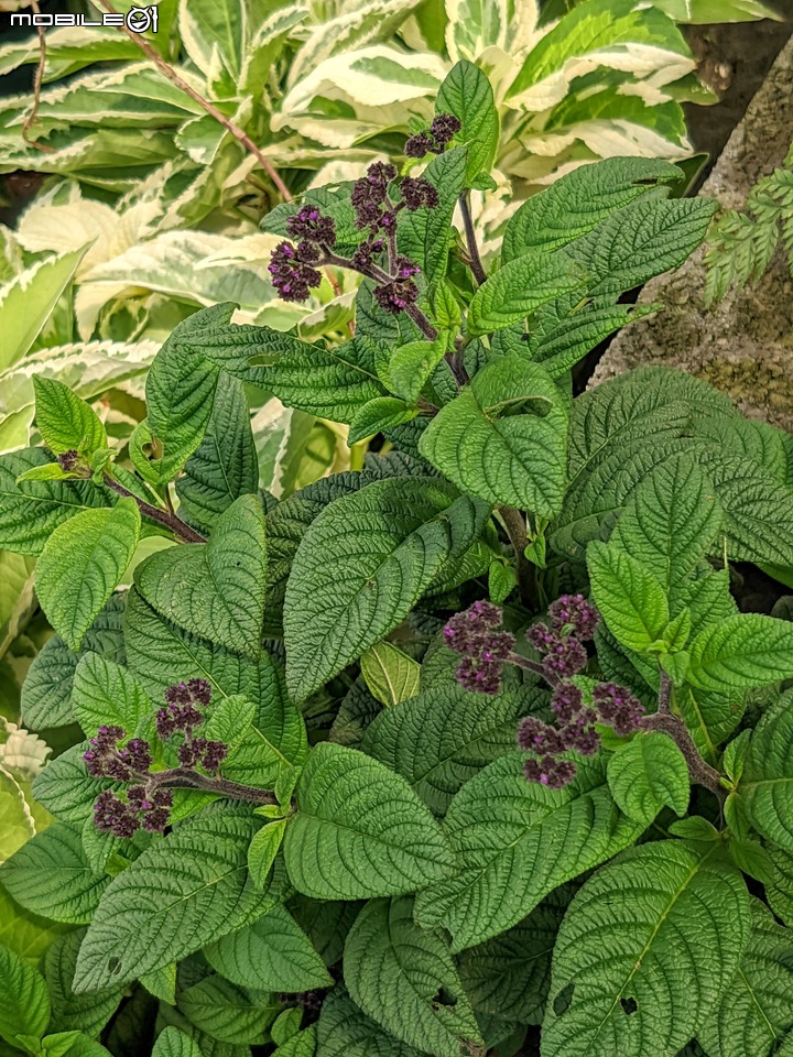 心花藝放 台南市歸仁七甲花卉園區 08/01