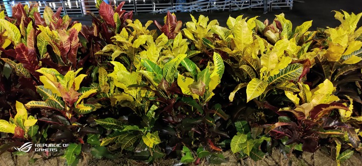 ROG Phone 3 目前世界上最專業的遊戲手機(簡單開箱)