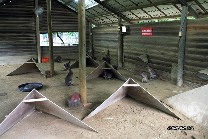 頑皮世界野生動物園。尋找隱身在草地裡的孔雀寶寶,還能近距離餵食水豚、迷你馬、羊駝......等小動物