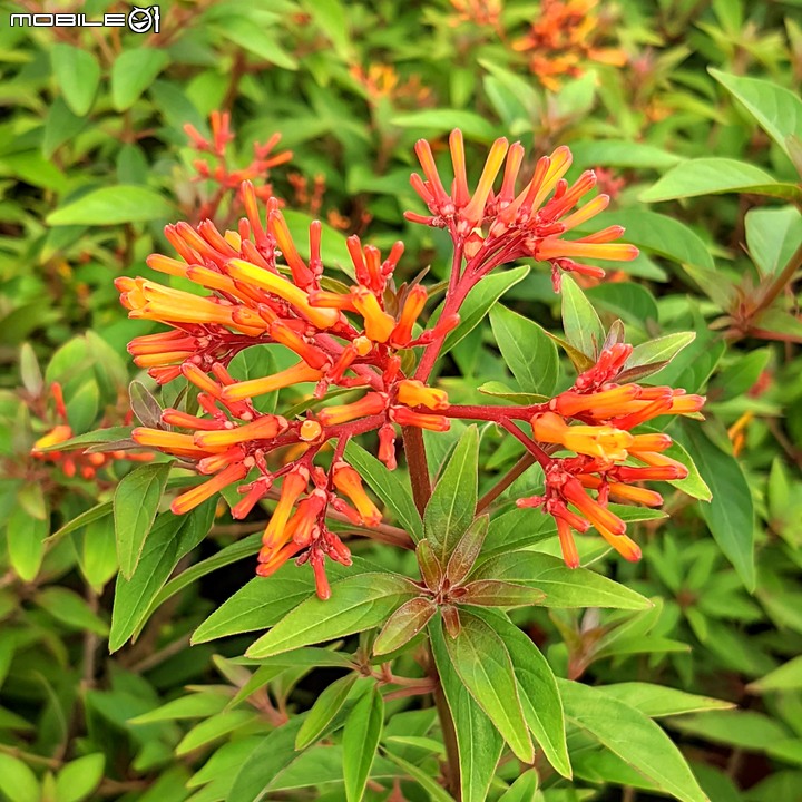 心花藝放 台南市歸仁七甲花卉園區 08/01