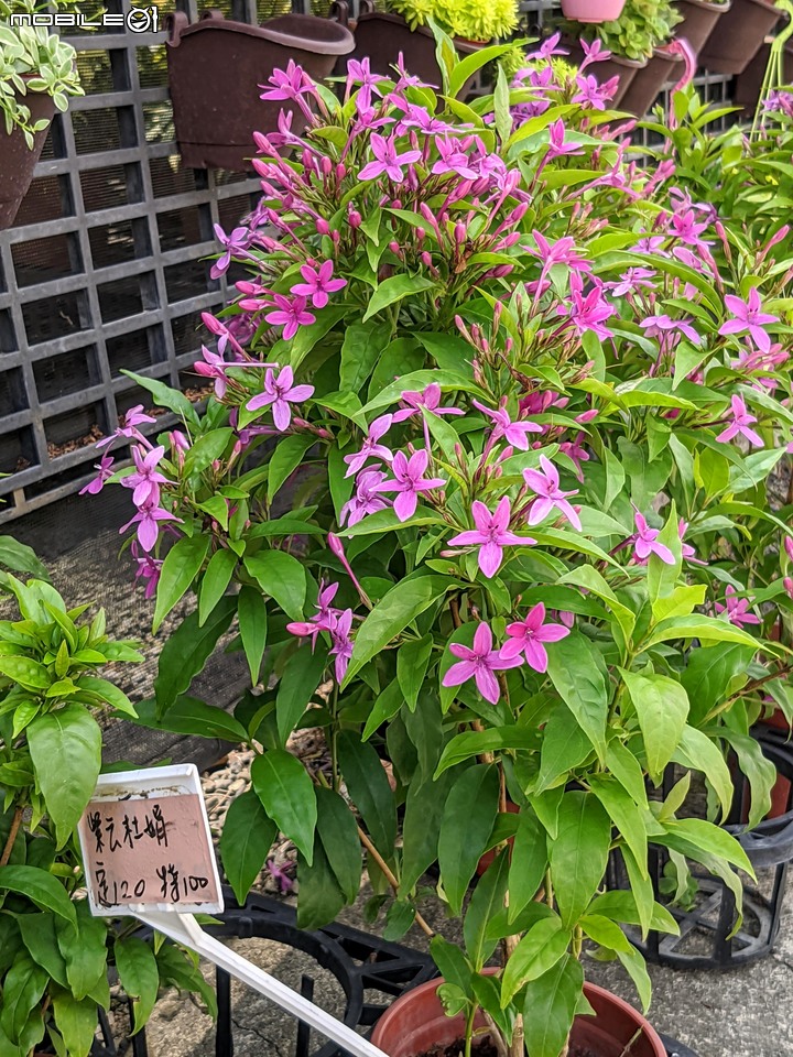 心花藝放 台南市歸仁七甲花卉園區 08/01