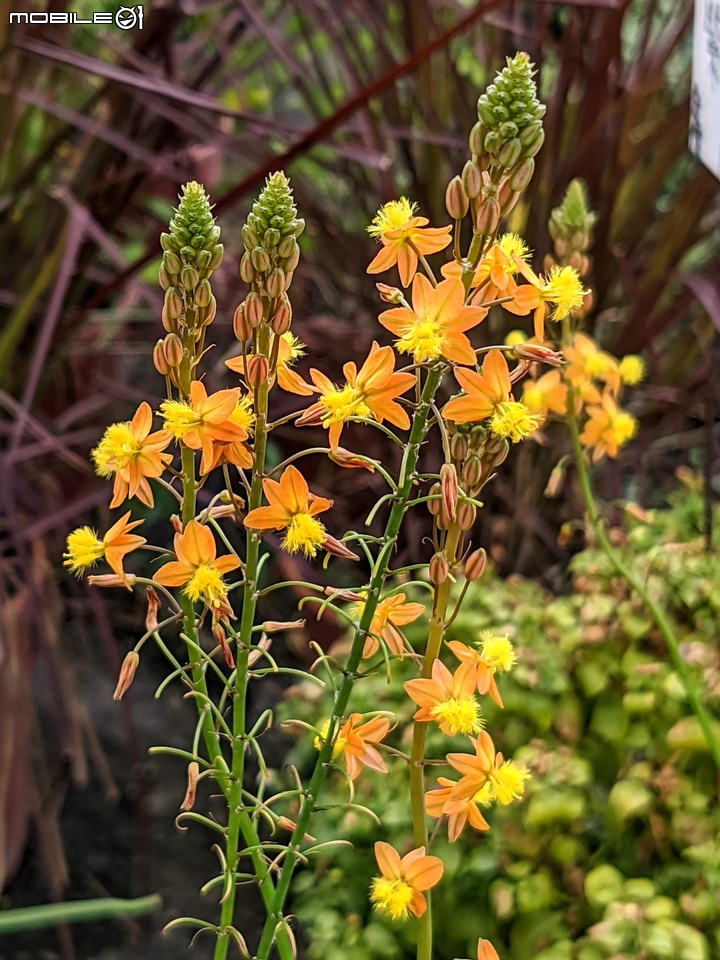 心花藝放 台南市歸仁七甲花卉園區 08/01