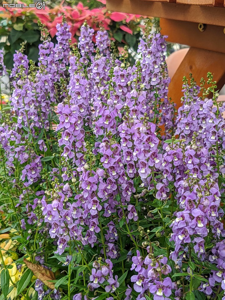 心花藝放 台南市歸仁七甲花卉園區 08/01