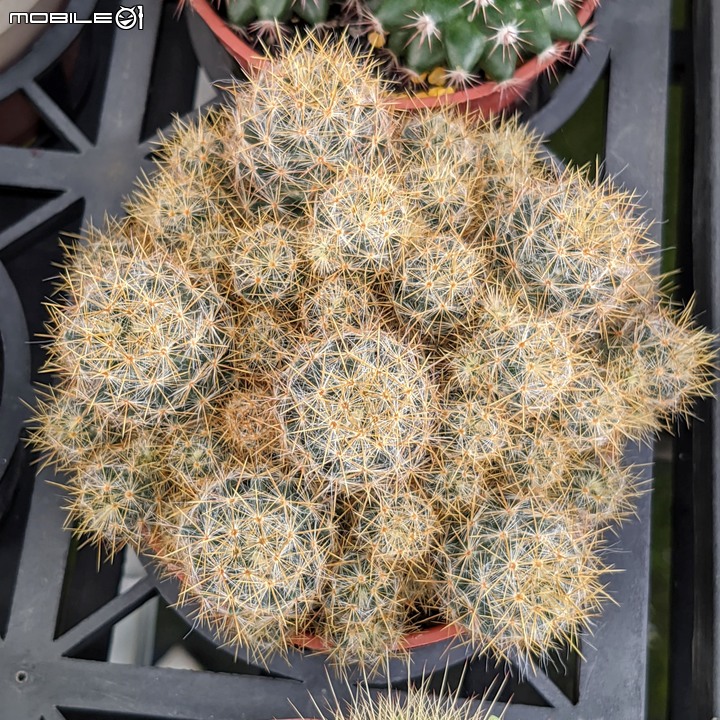 心花藝放 台南市歸仁七甲花卉園區 08/01