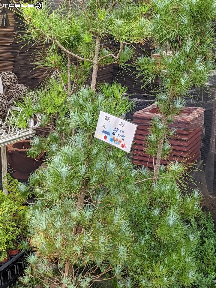 心花藝放 台南市歸仁七甲花卉園區 08/01