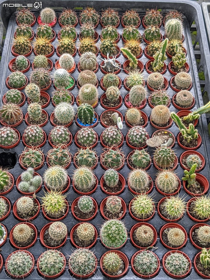 心花藝放 台南市歸仁七甲花卉園區 08/01