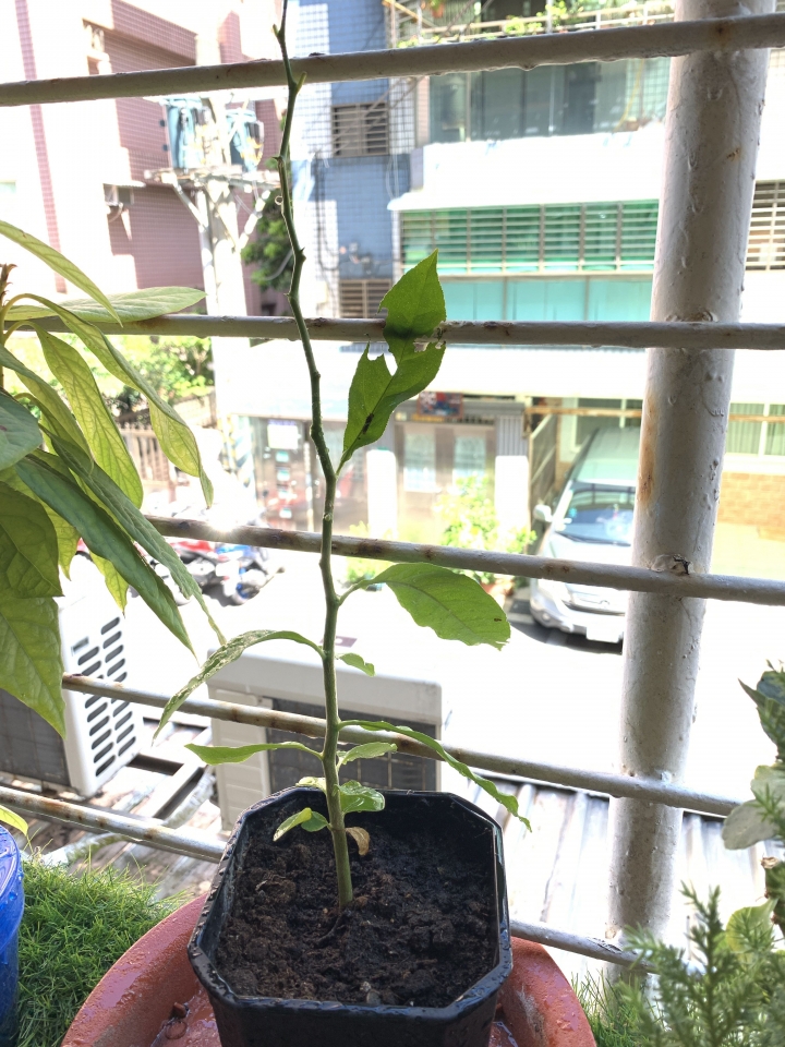 這種蟲如何消滅
