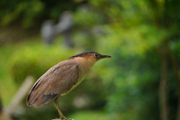 Sigma 100-400mm F5-6.3 DG DN OS 評測報告｜ FE-Mount 也有平價超望遠變焦鏡！