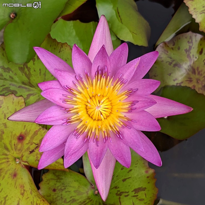 心花藝放 台南市歸仁七甲花卉園區 08/01