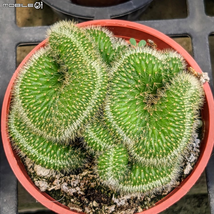 心花藝放 台南市歸仁七甲花卉園區 08/01