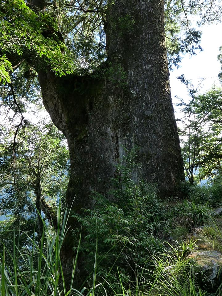 二日能高越嶺(屯原進天長出)