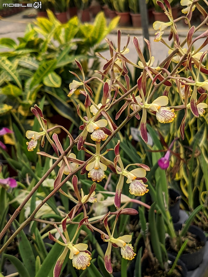 心花藝放 台南市歸仁七甲花卉園區 08/01