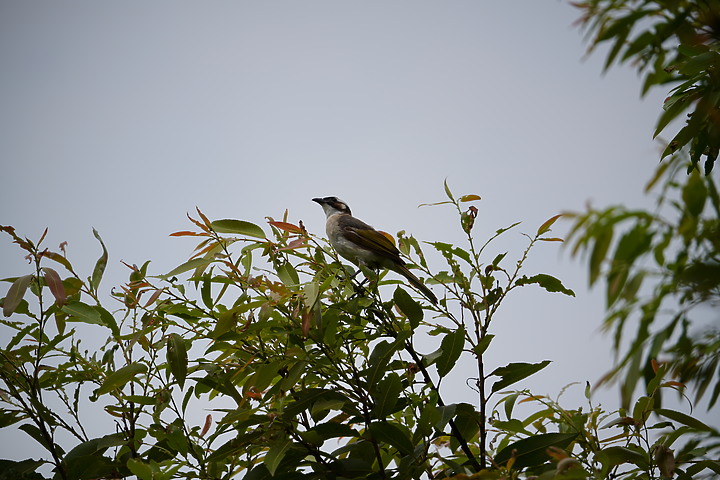 Sigma 100-400mm F5-6.3 DG DN OS 評測報告| FE-Mount 也有平價超望遠變焦鏡!