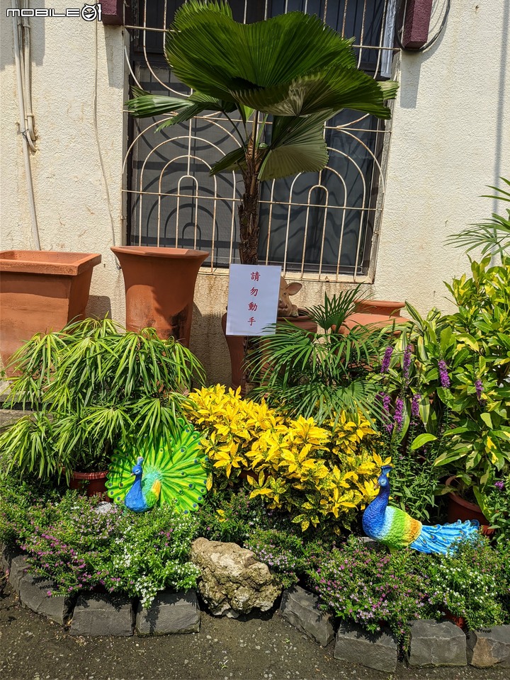 心花藝放 台南市歸仁七甲花卉園區 08/01