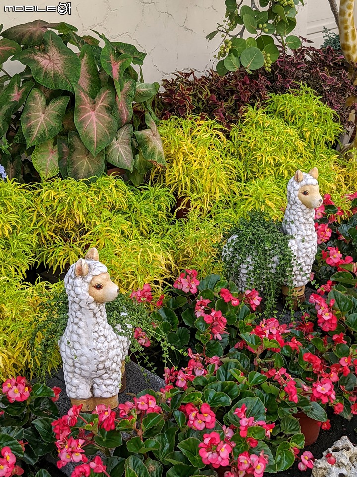 心花藝放 台南市歸仁七甲花卉園區 08/01
