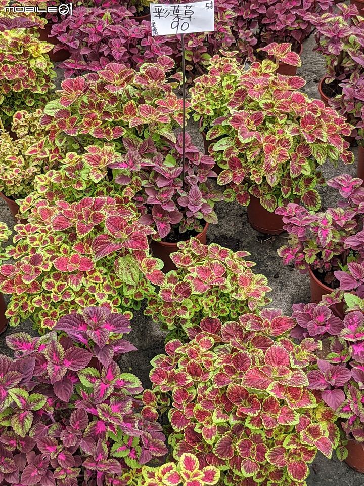 心花藝放 台南市歸仁七甲花卉園區 08/01
