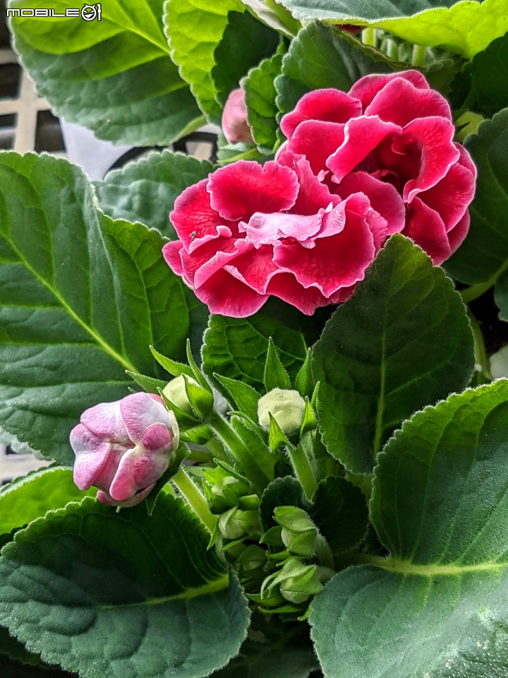心花藝放 台南市歸仁七甲花卉園區 08/01