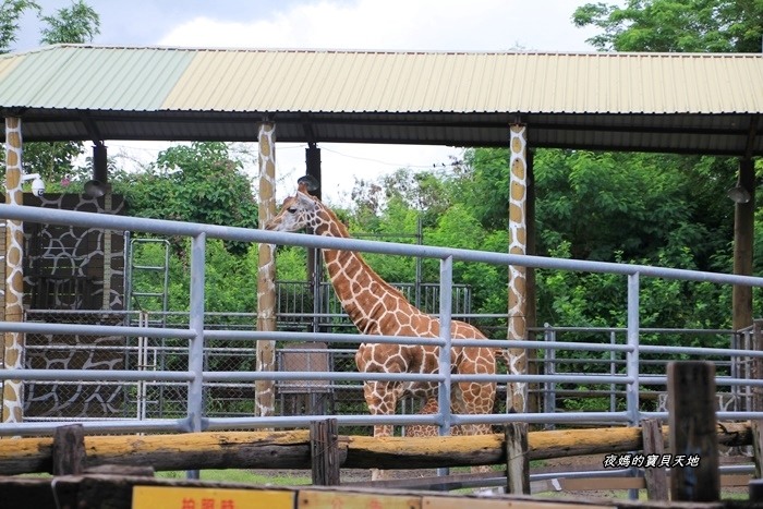 頑皮世界野生動物園。尋找隱身在草地裡的孔雀寶寶,還能近距離餵食水豚、迷你馬、羊駝......等小動物