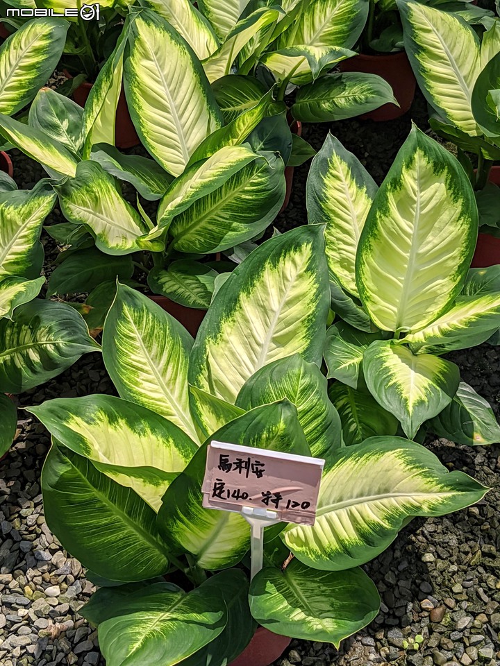 心花藝放 台南市歸仁七甲花卉園區 08/01