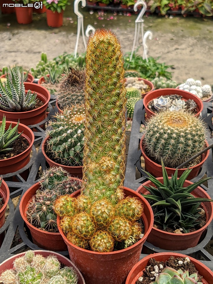 心花藝放 台南市歸仁七甲花卉園區 08/01
