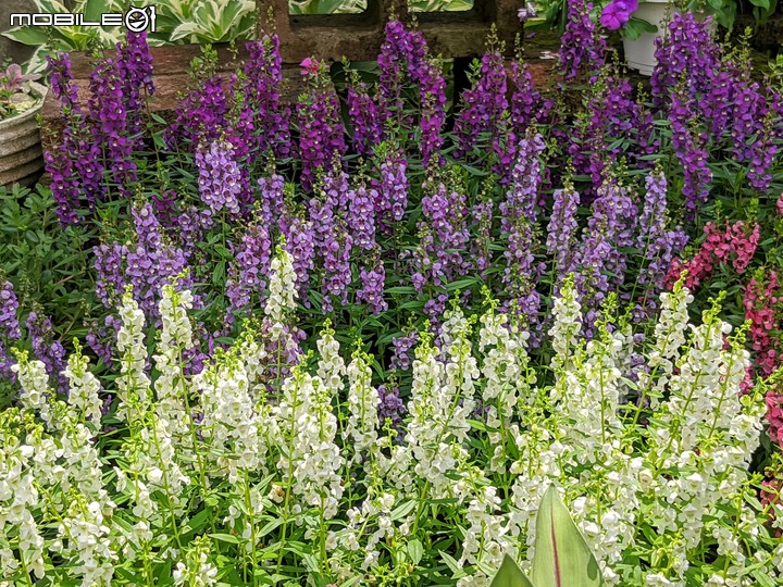 心花藝放 台南市歸仁七甲花卉園區 08/01