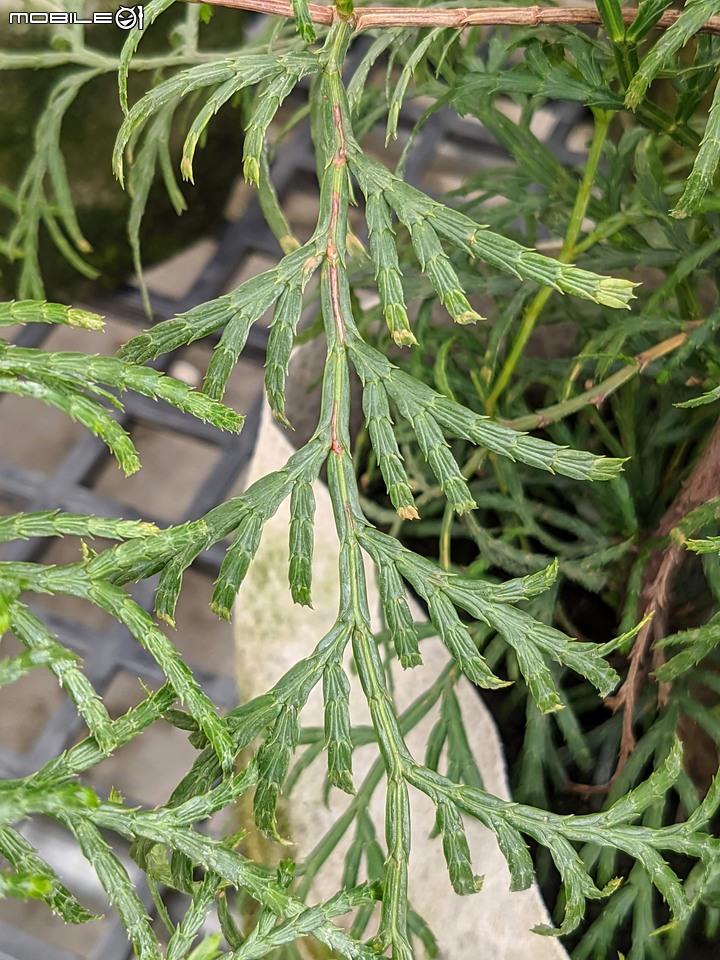 心花藝放 台南市歸仁七甲花卉園區 08/01